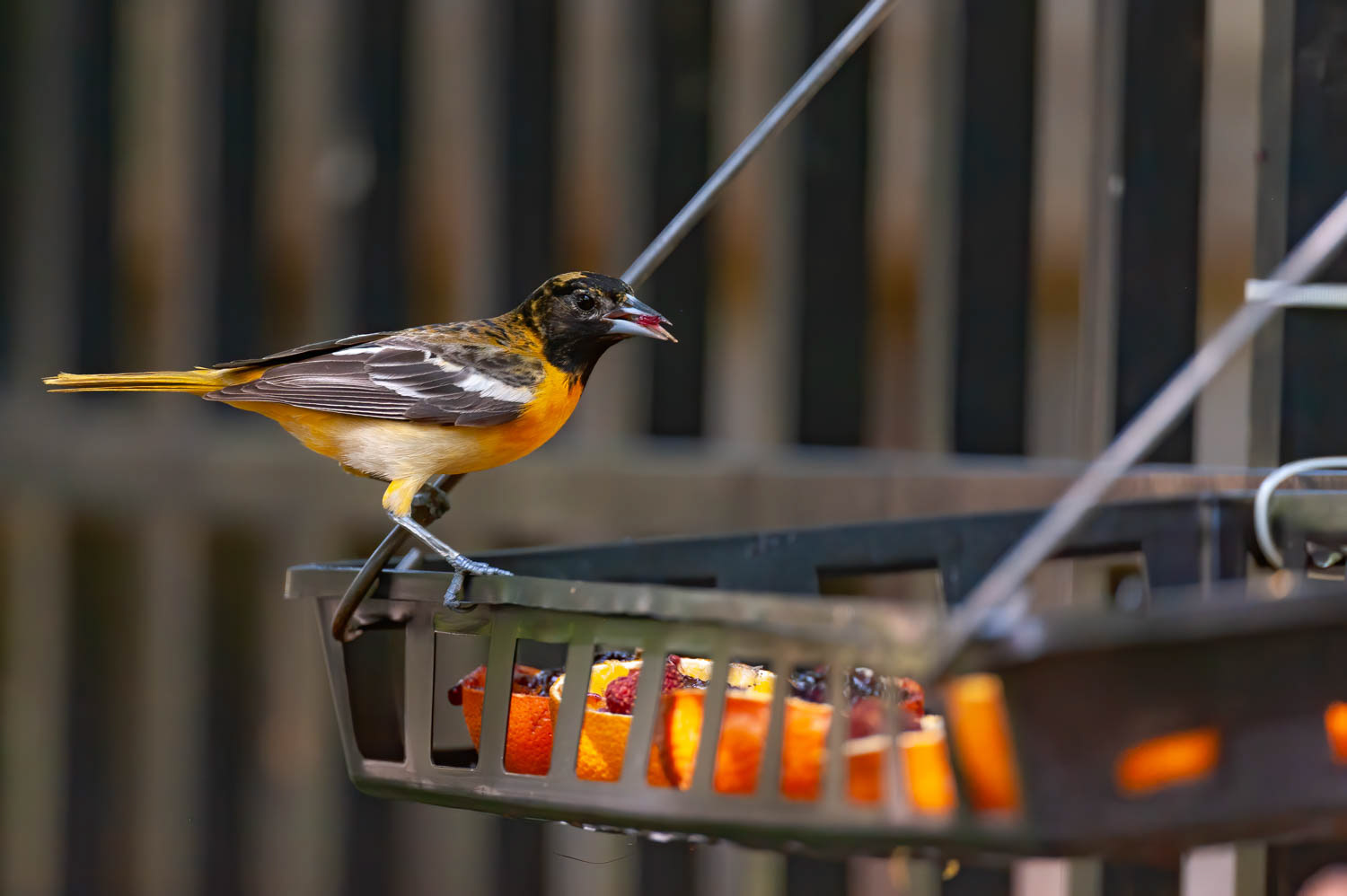 Baltimore Oriole