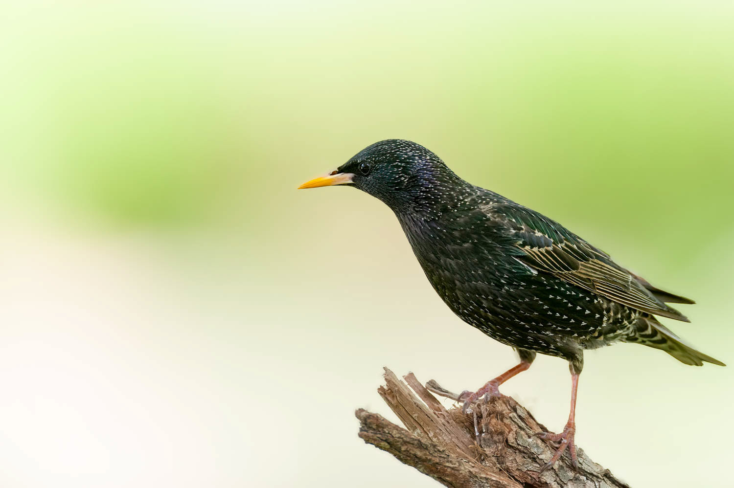 European Starling