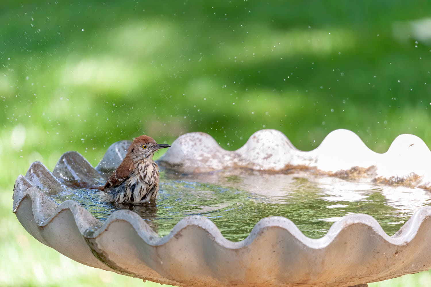 Brown Thrasher