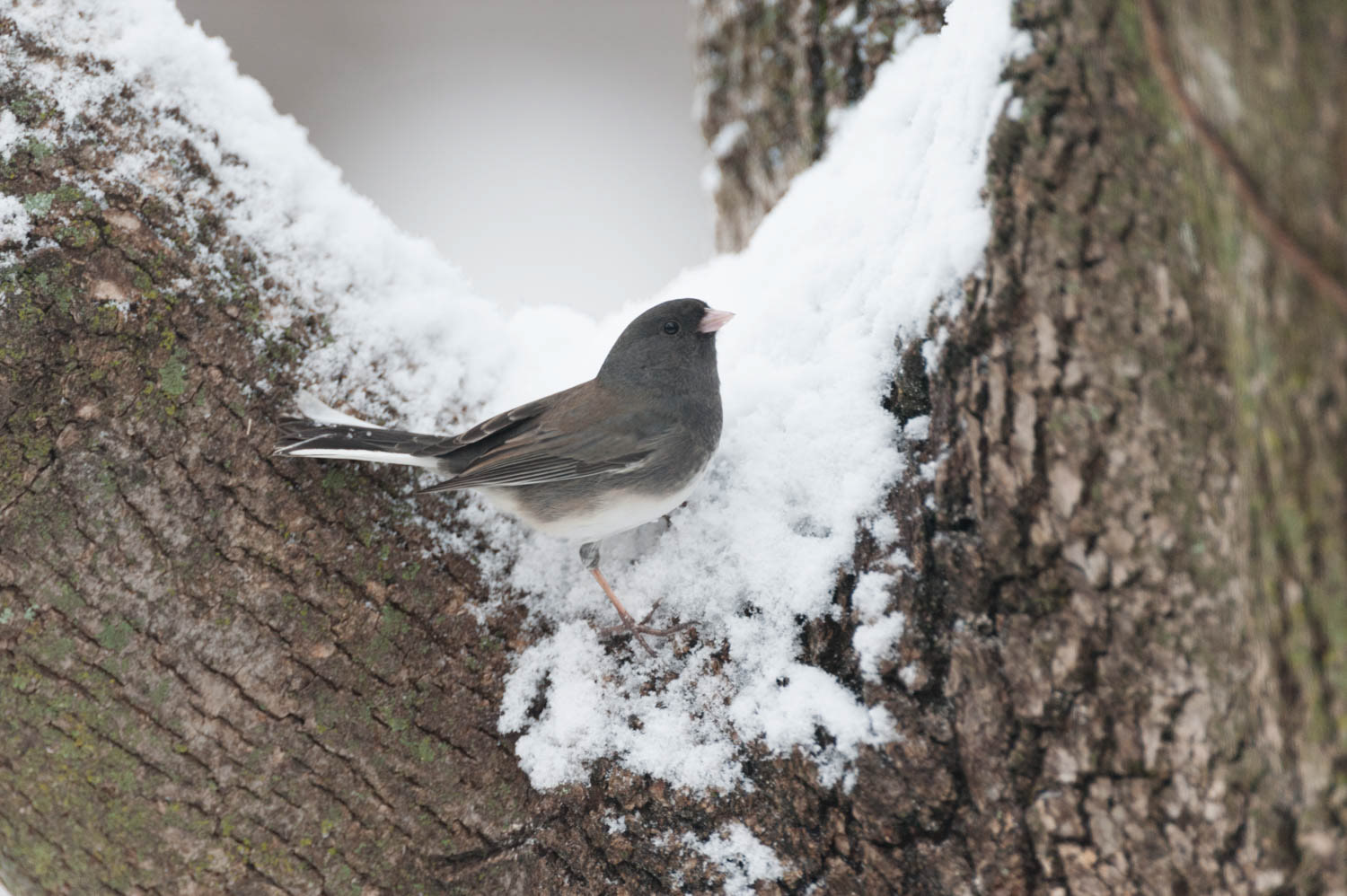 Oregon Junco