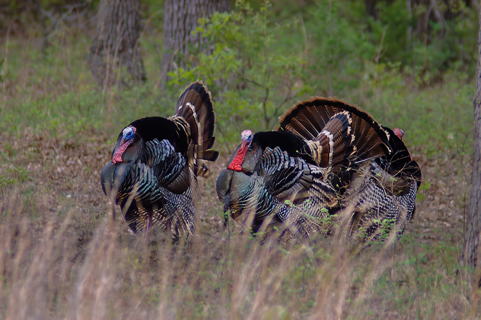 Wild Turkey