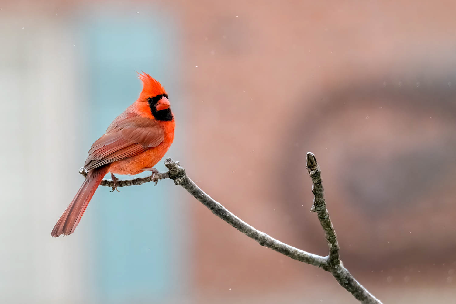 Northern Cardinal-Male