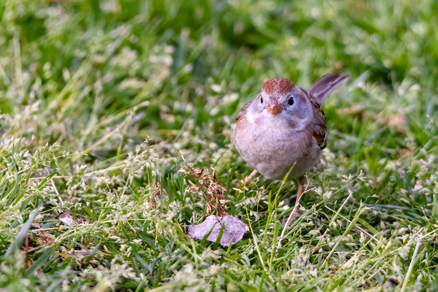 Chipping Sparrow