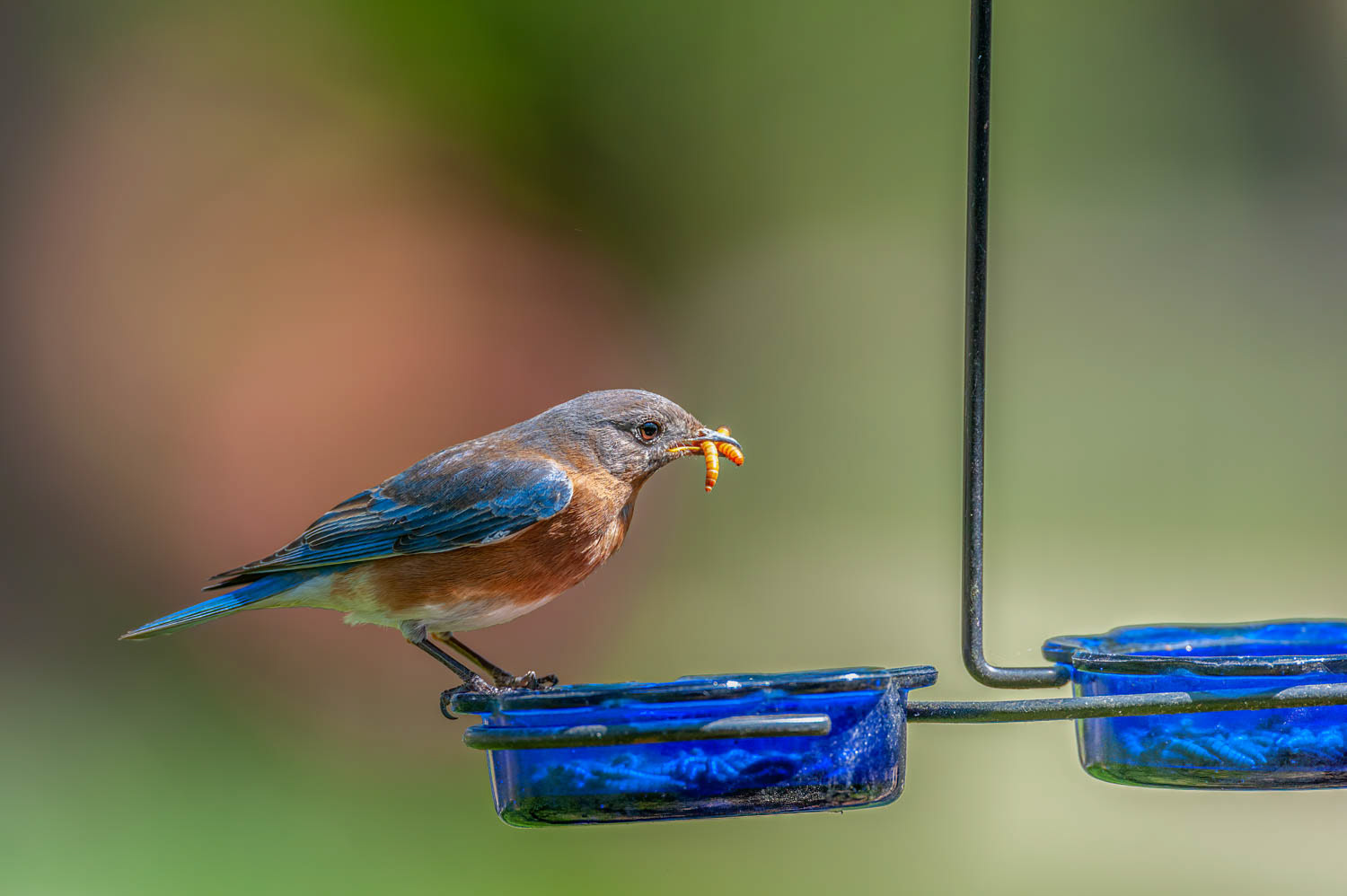 Eastern Bluebird-Female