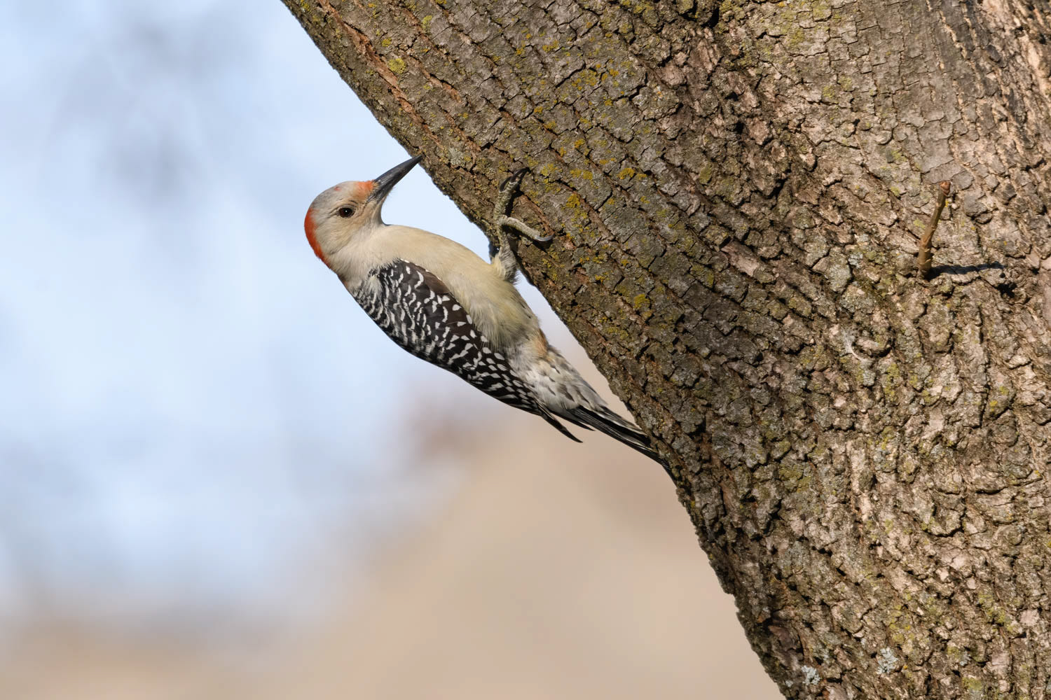 Red-bellied Woodpecker