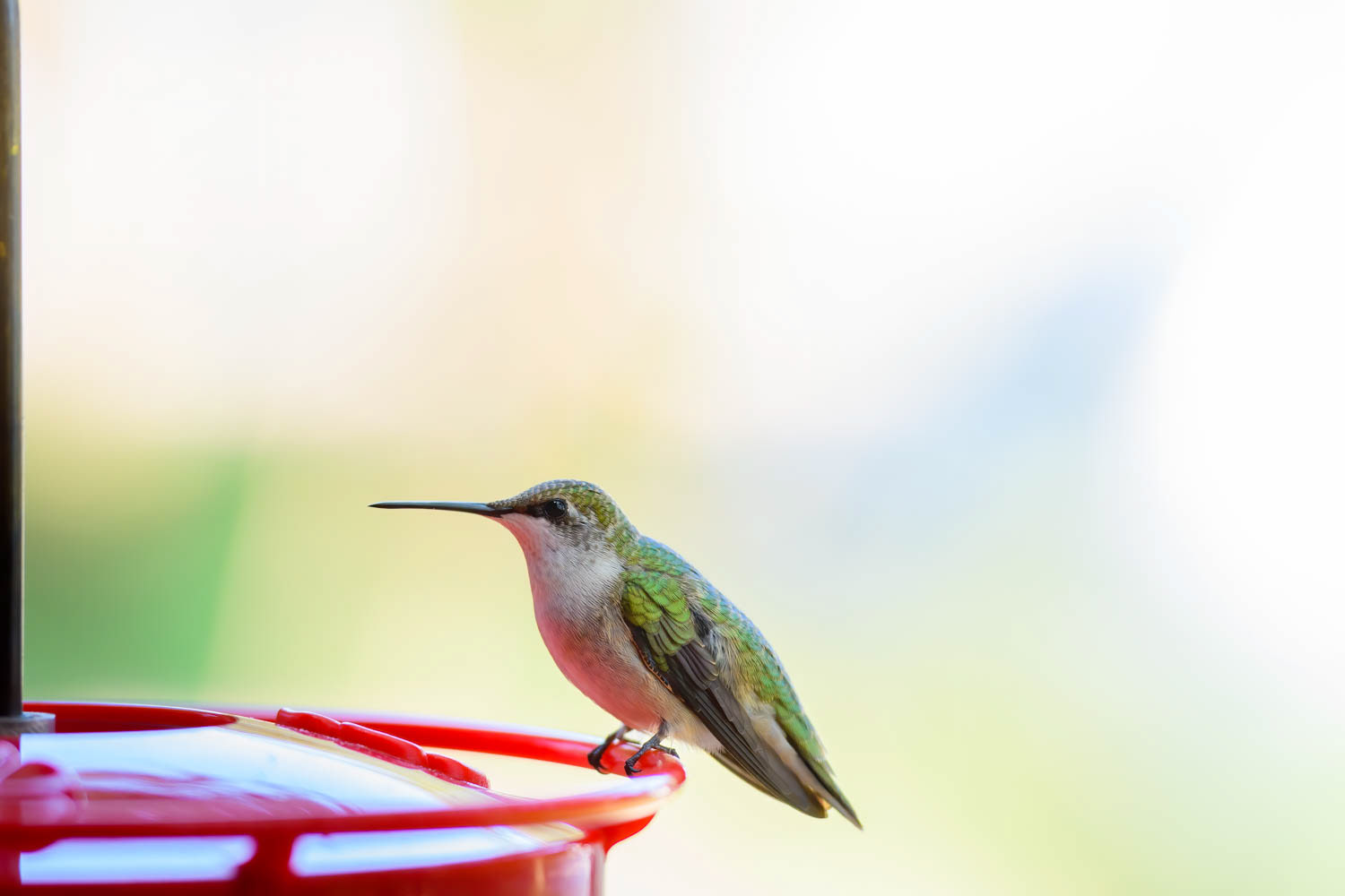 Ruby-throated Humming Bird
