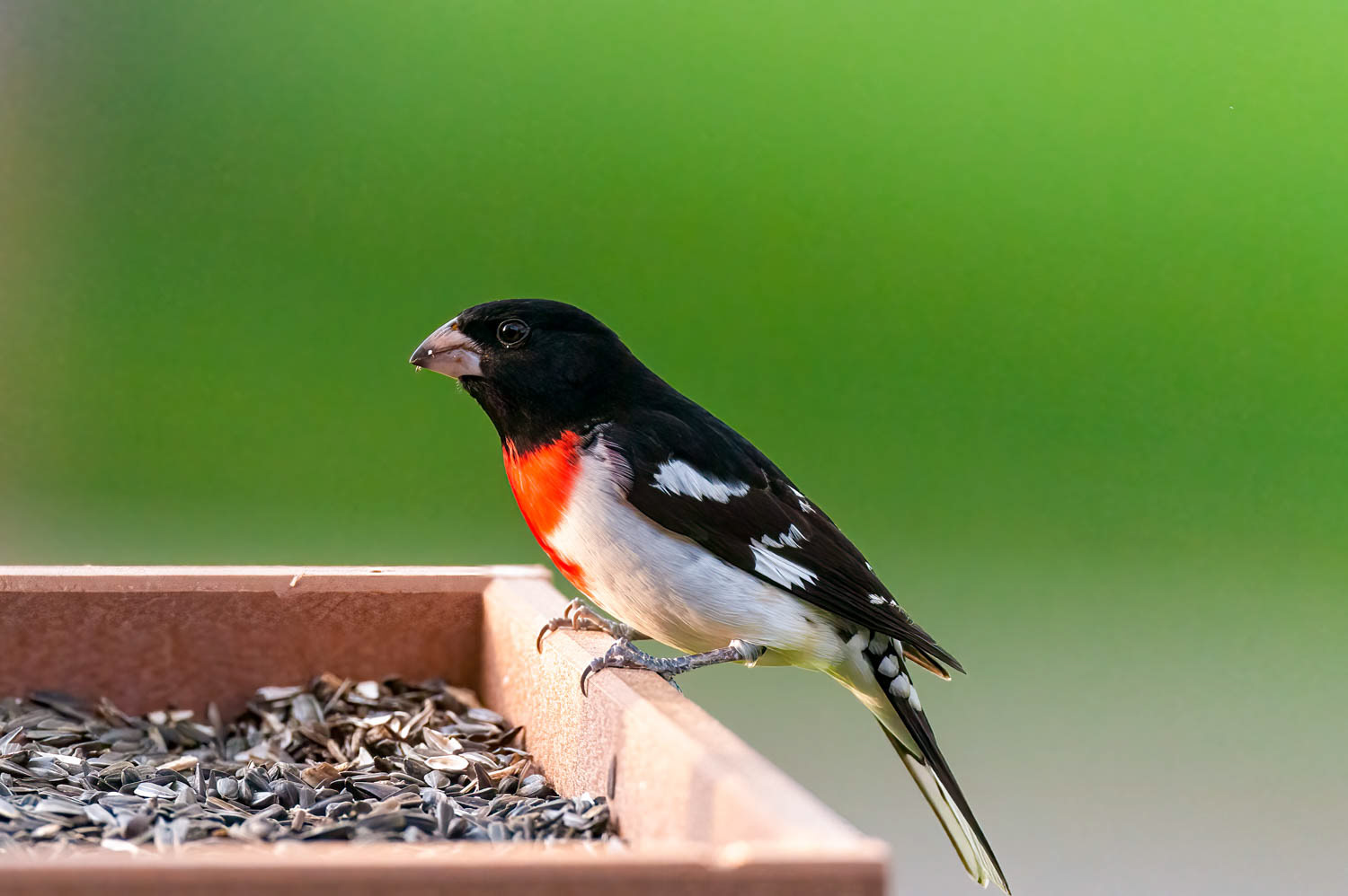 Rose-breasted Grosbeak-Male
