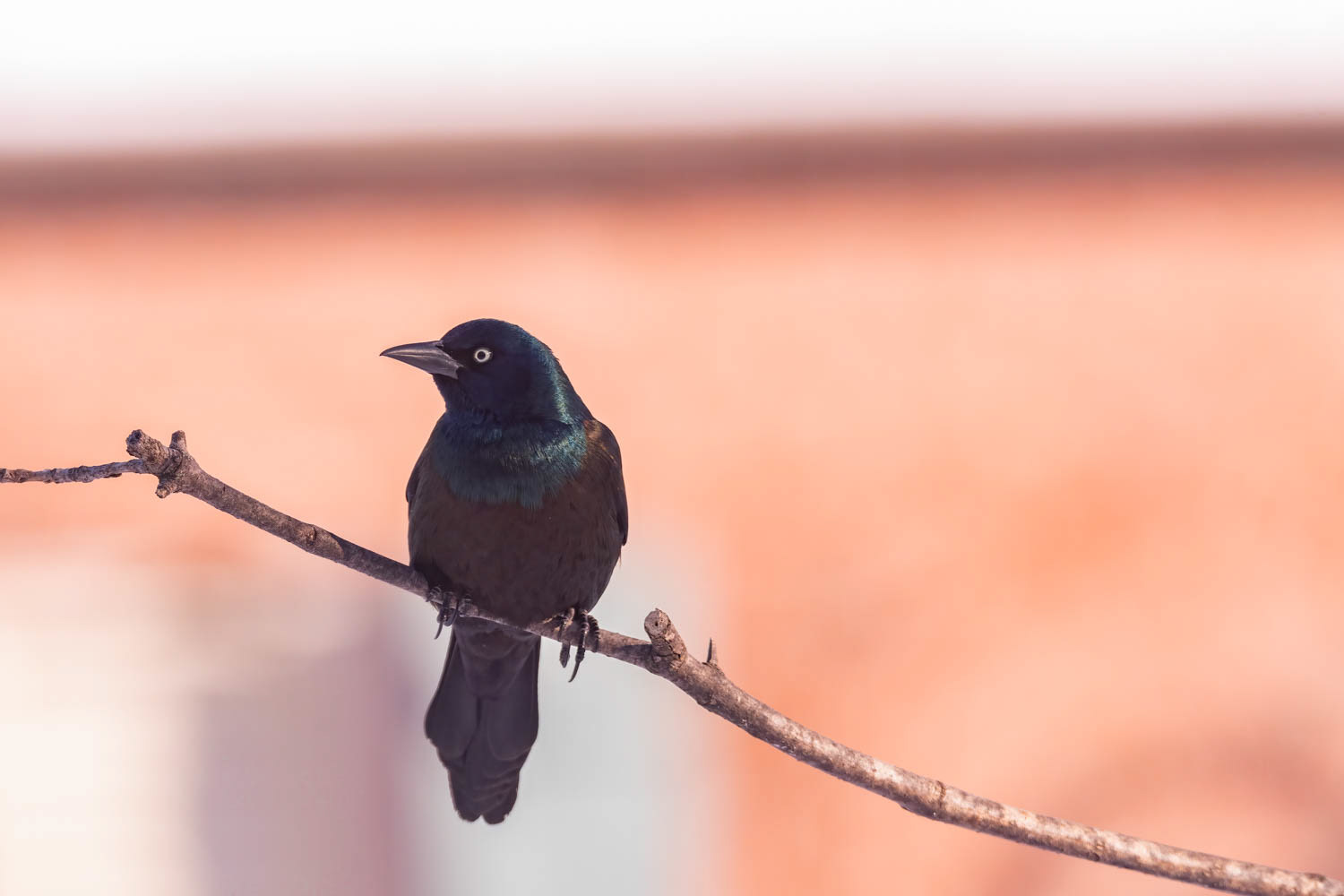 ommoCommon Gracklen Grackle