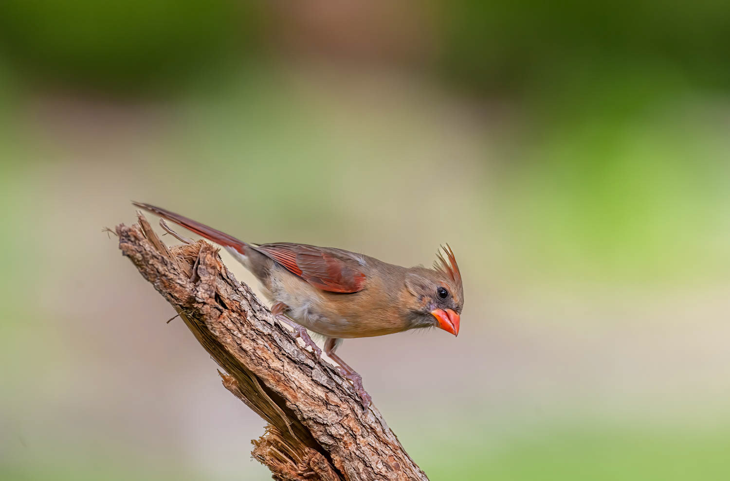 Northern Cardinal - Female