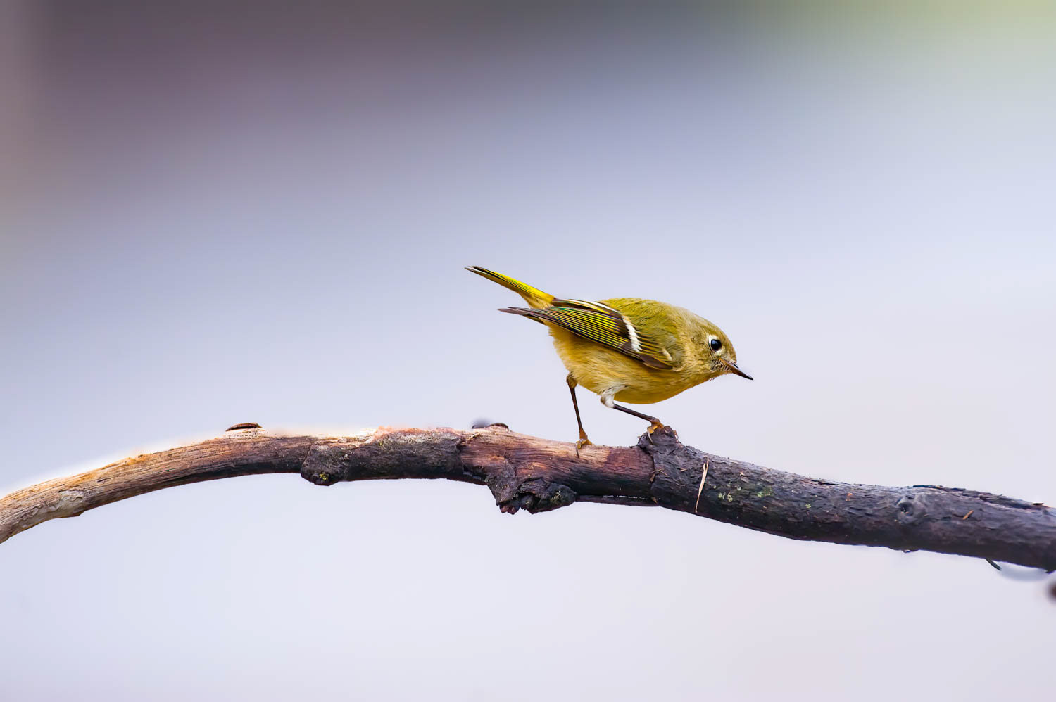 Ruby-crowned Kinglet