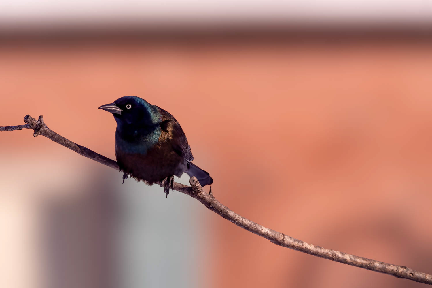 ommon GrackleCommon Grackle