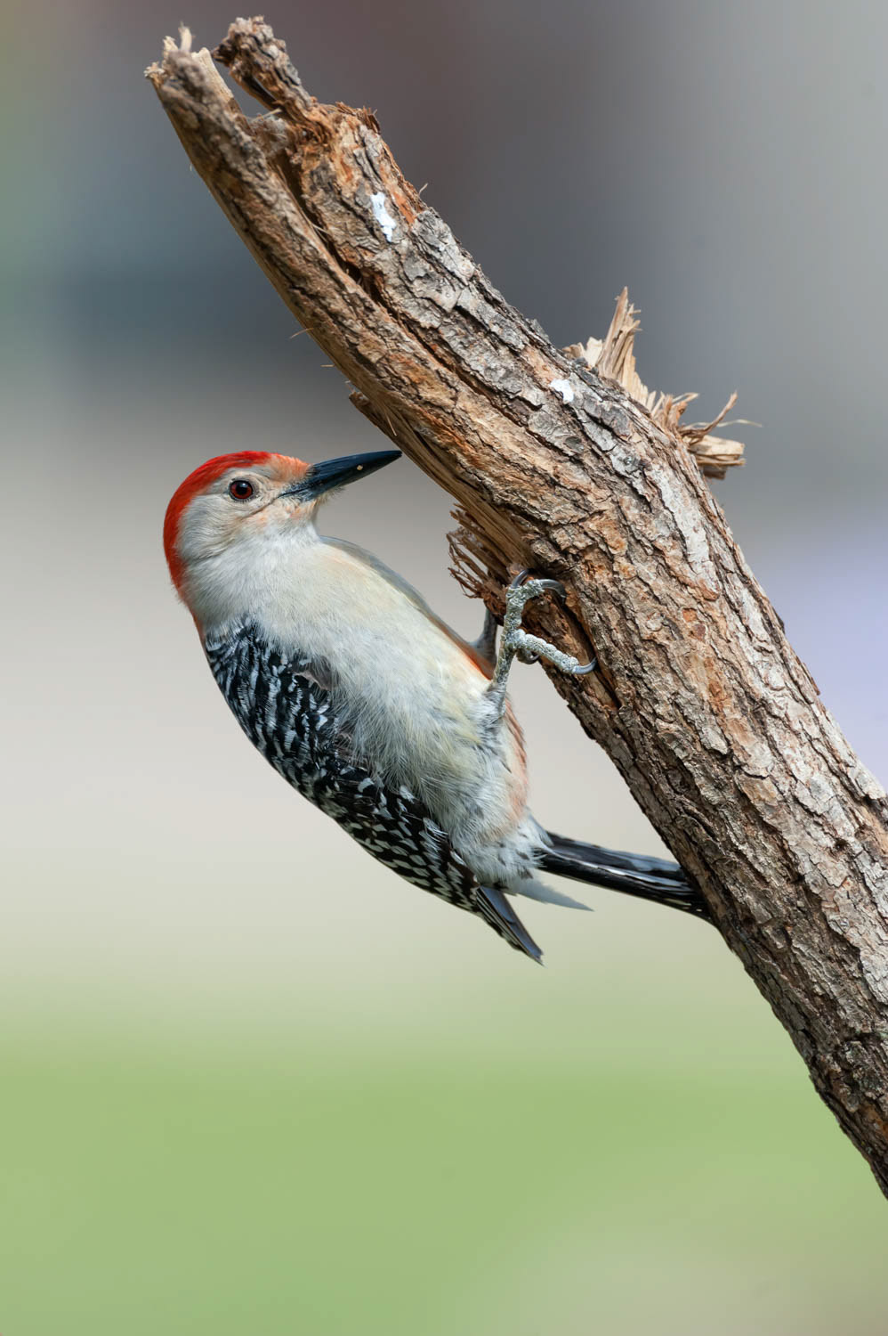 Red-bellied Woodpecker