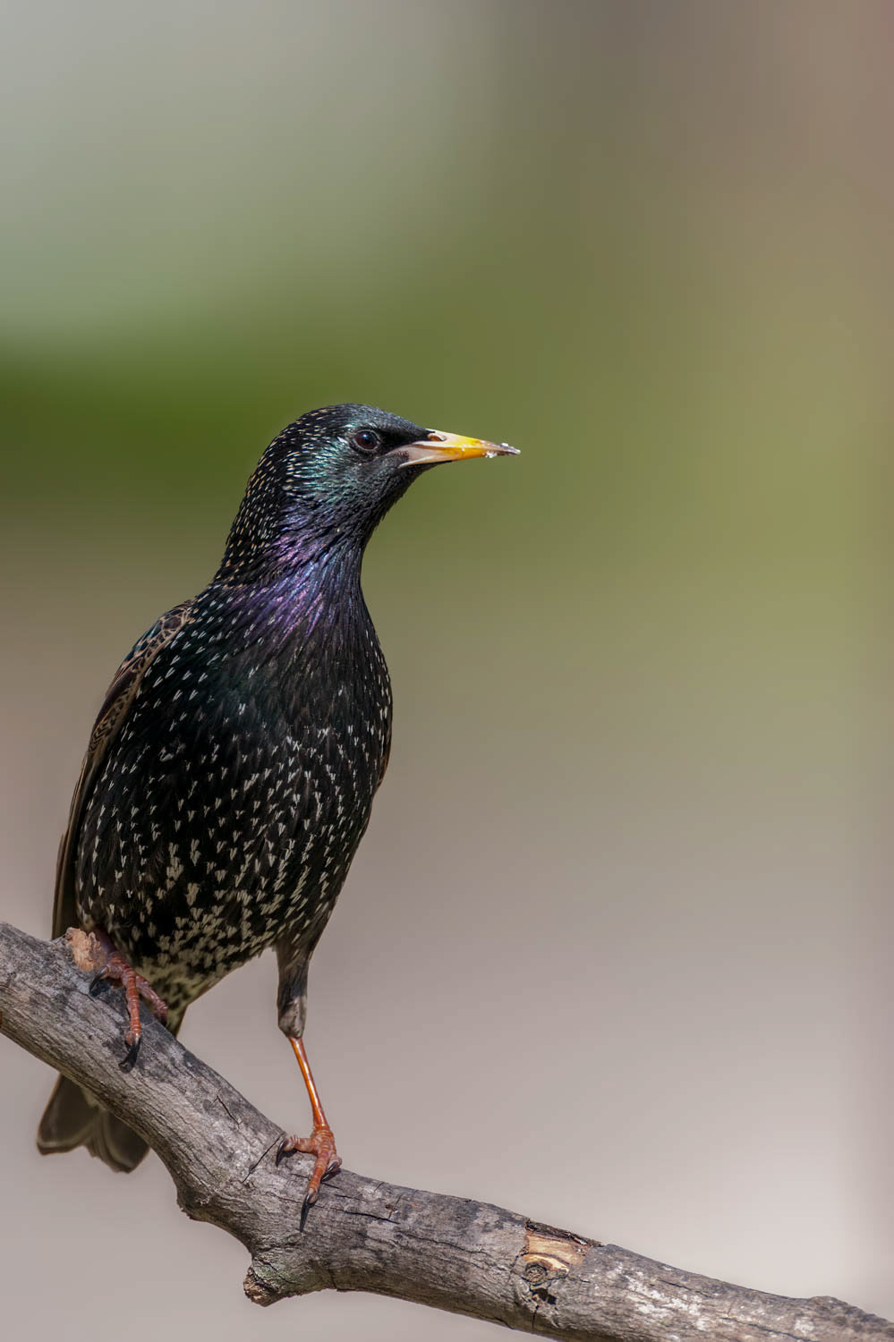 European Starling