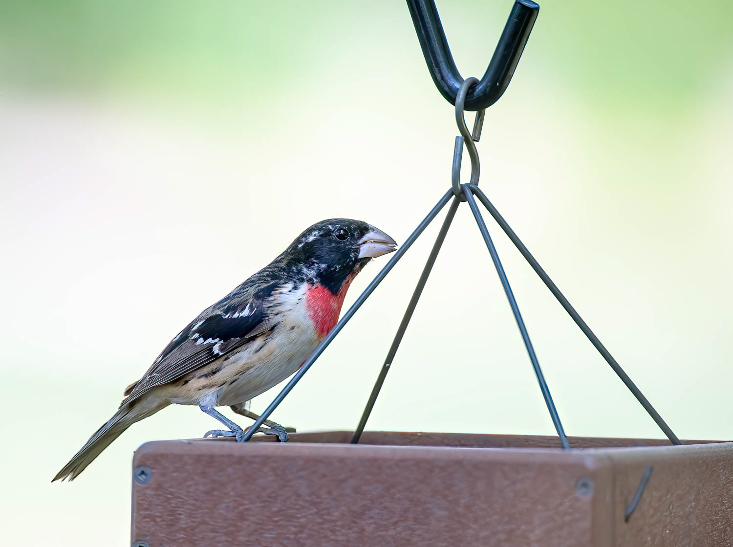 Rose-breasted Grosbeak-Male