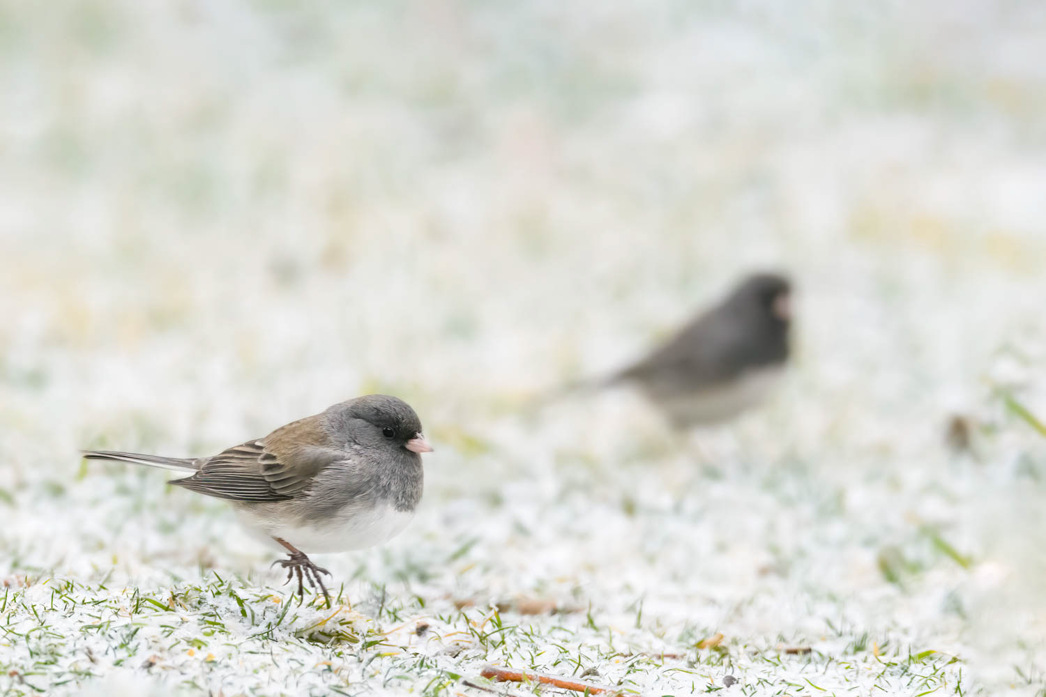 Oregon Junco