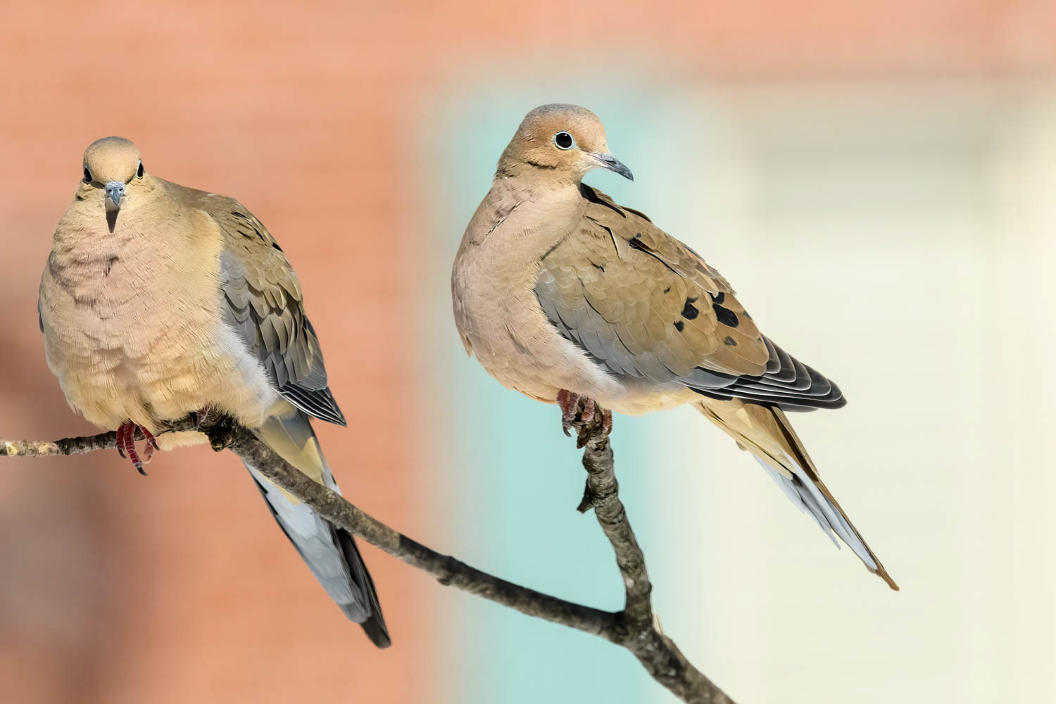 Mourning Doves