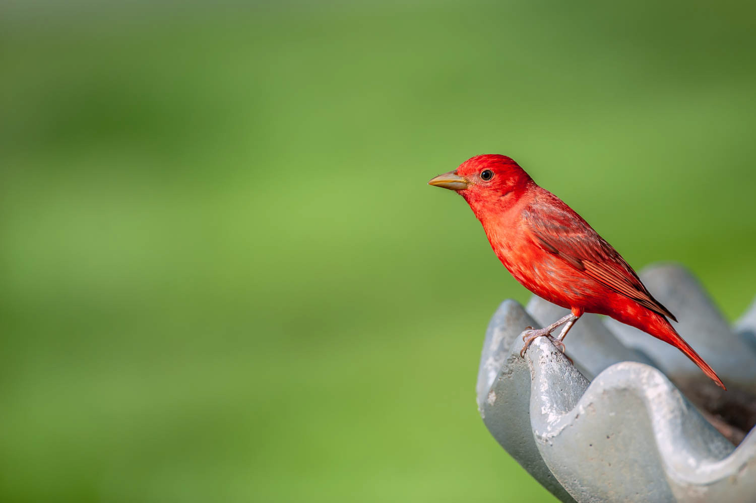 Summer Tanager-Male