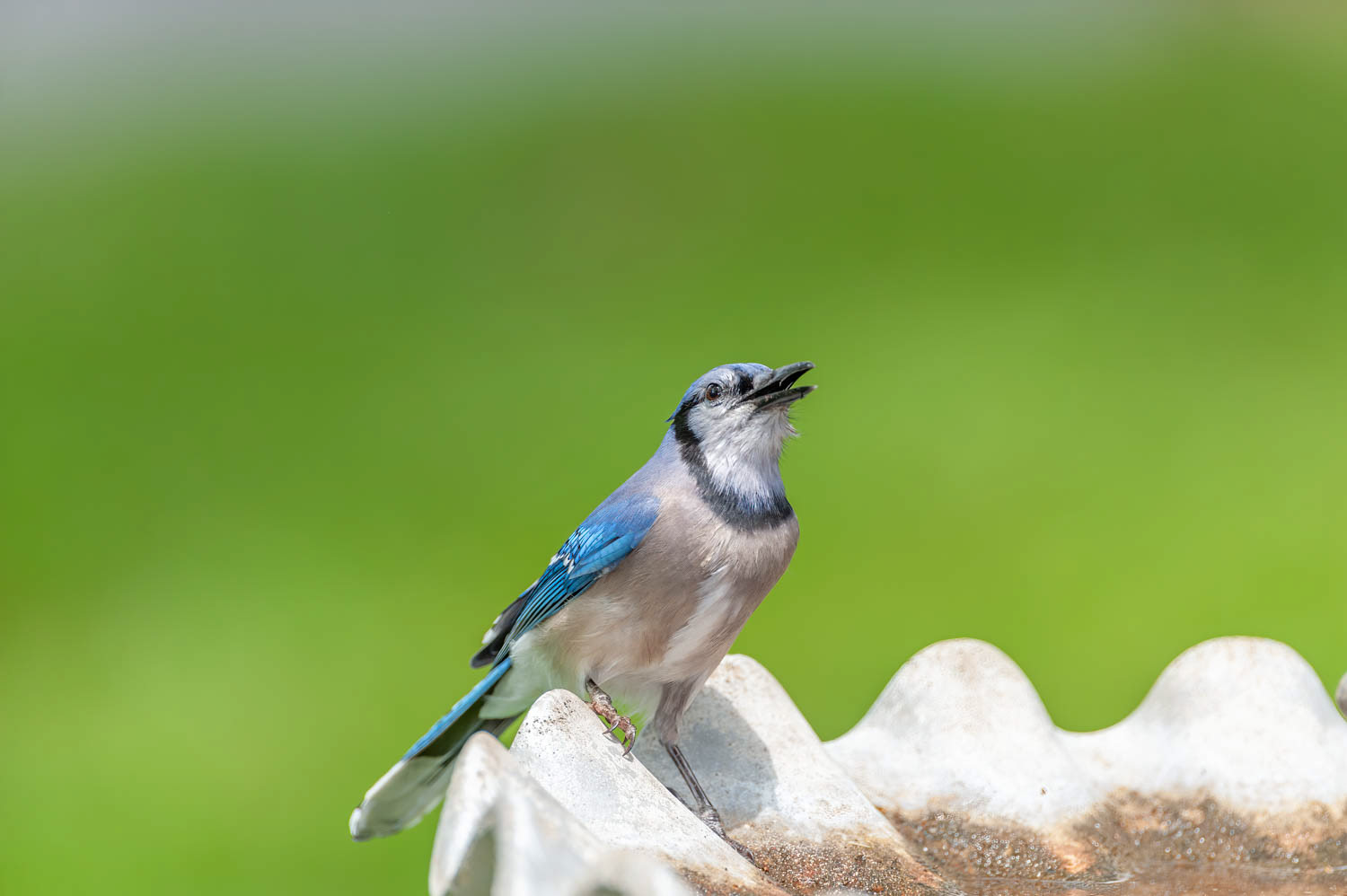 Bluejay
