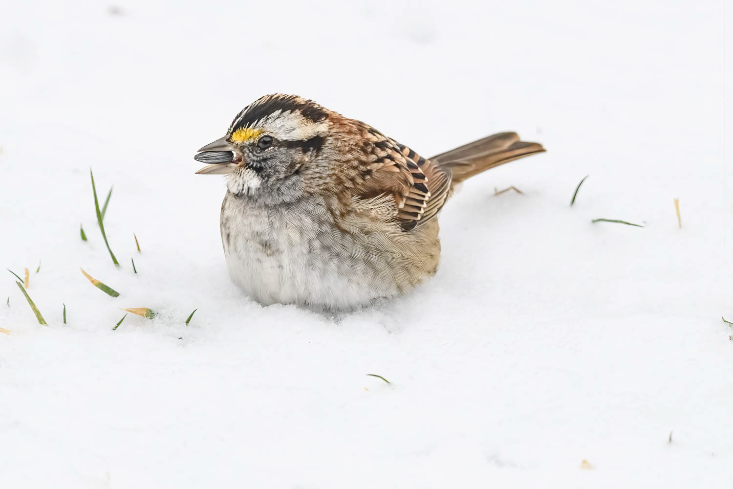 White-throated Sparrow