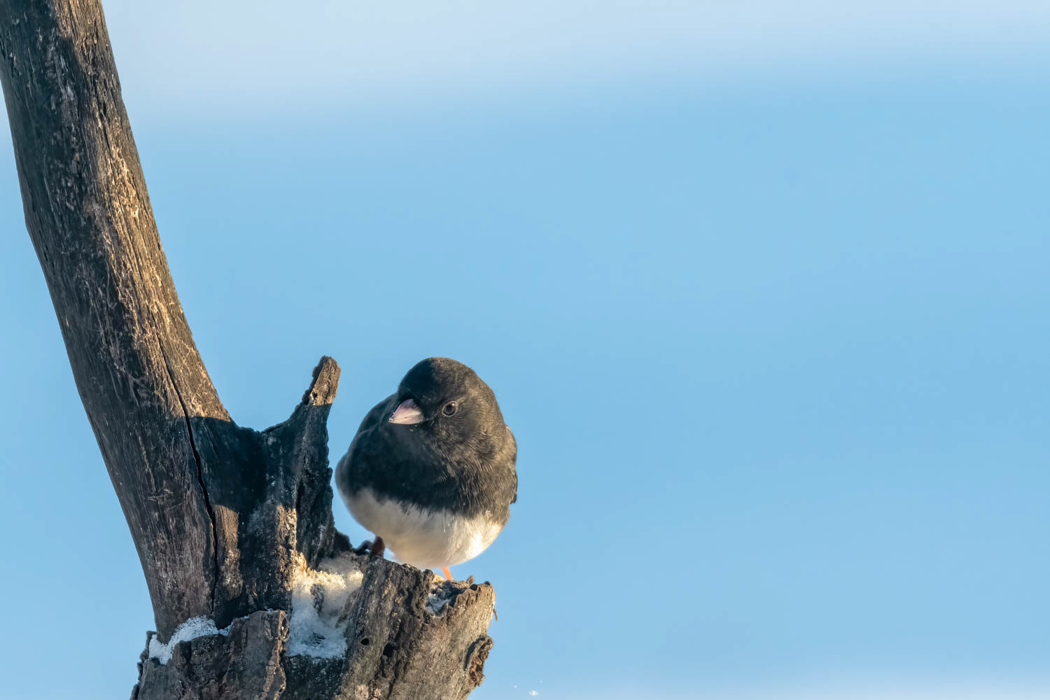 Dark-eyed Junco