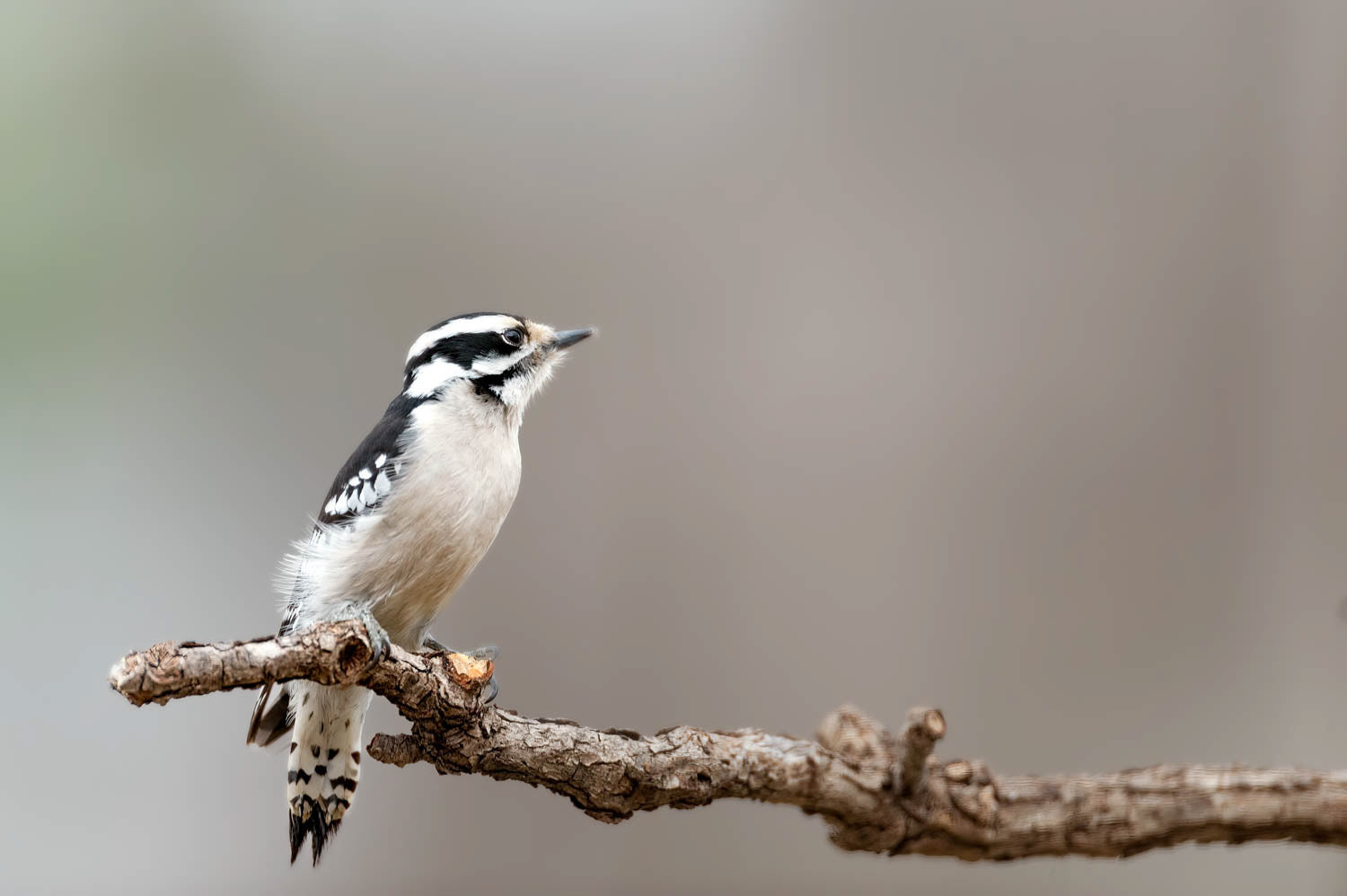 Downy Woodpeclers Female