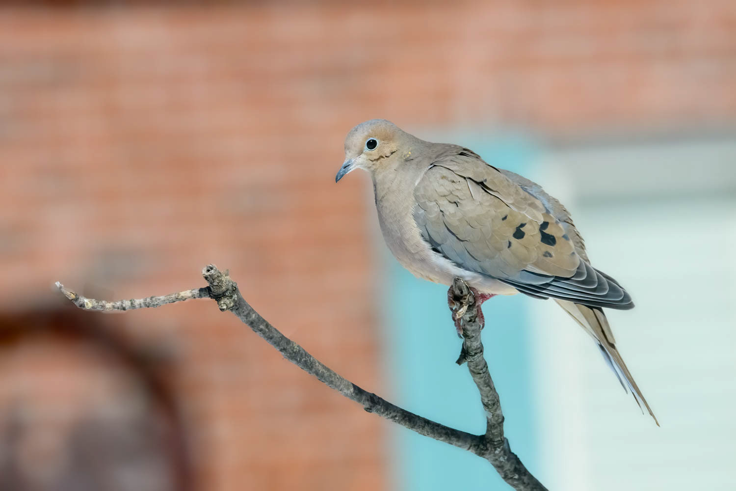 Mourning Dove