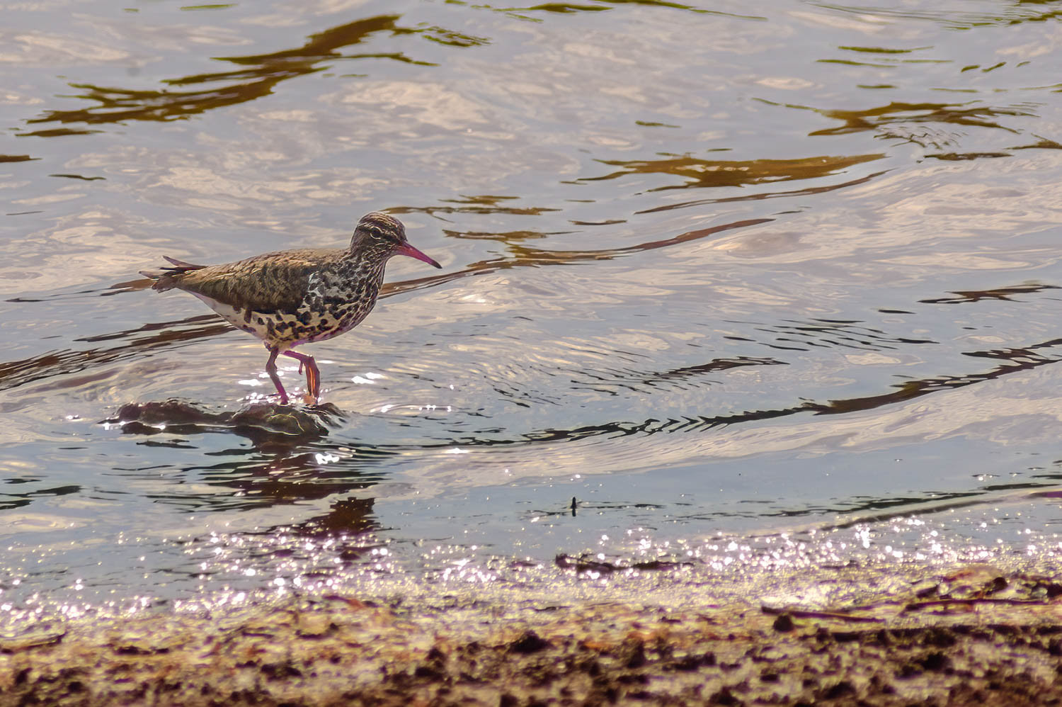 Spotted Sandpiper