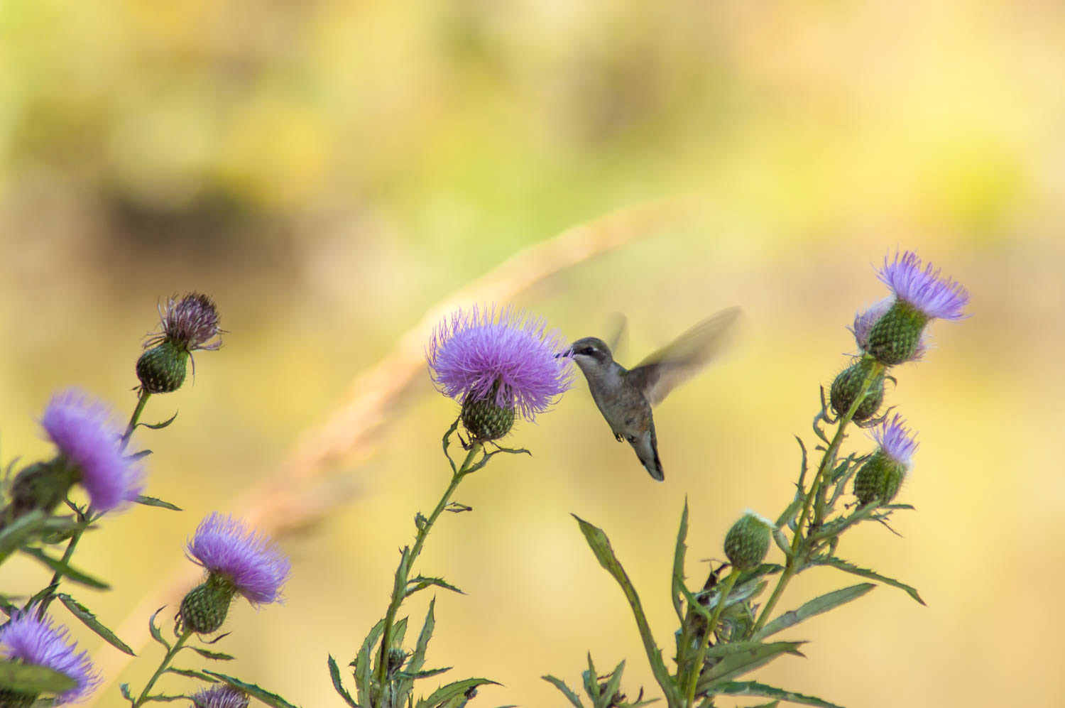 Ruby-throated Humming Bird