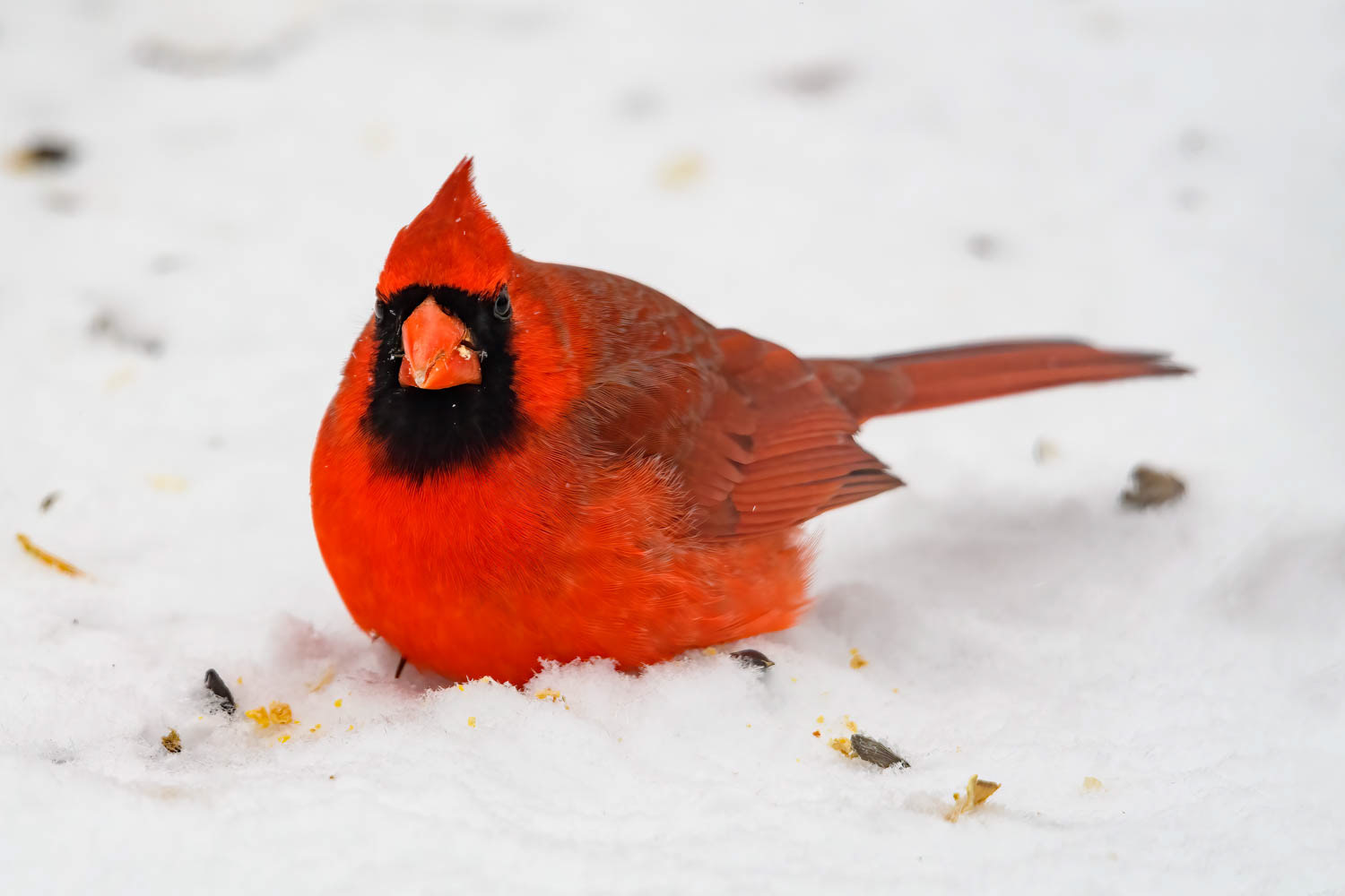 Northern Cardinal - Male