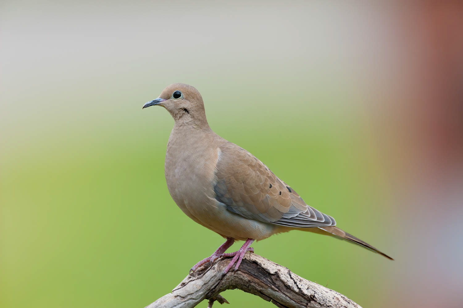 Mourning Dove