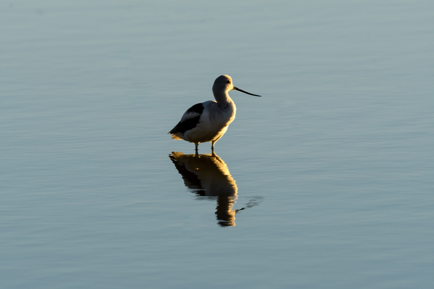 American Avocet