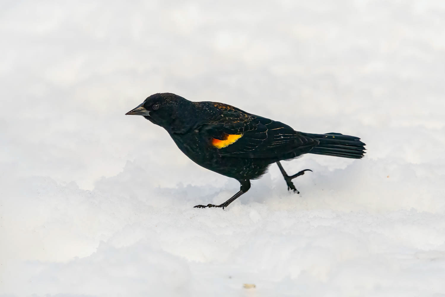 Red-winged Blackbird - Male