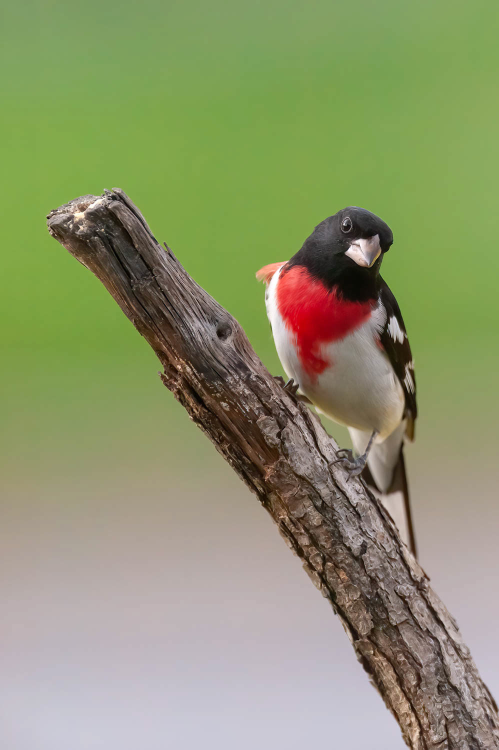 Rose-breasted Grosbeak-Male