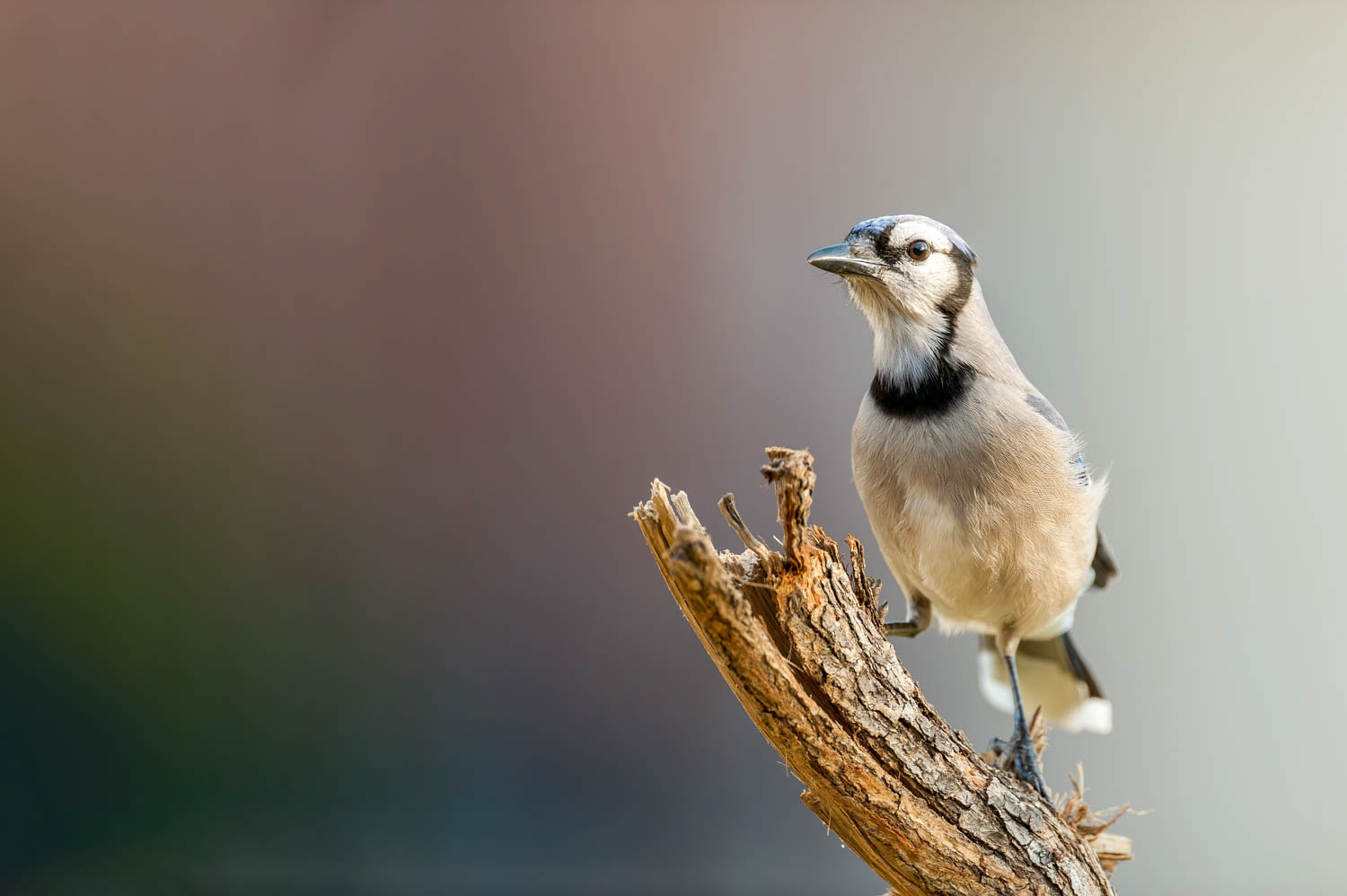 Bluejay