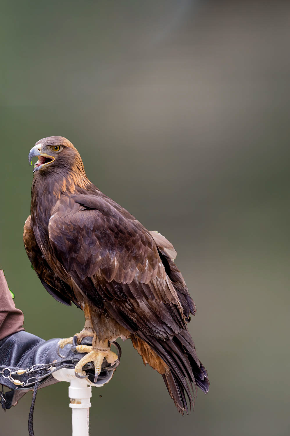 Golden Eagle