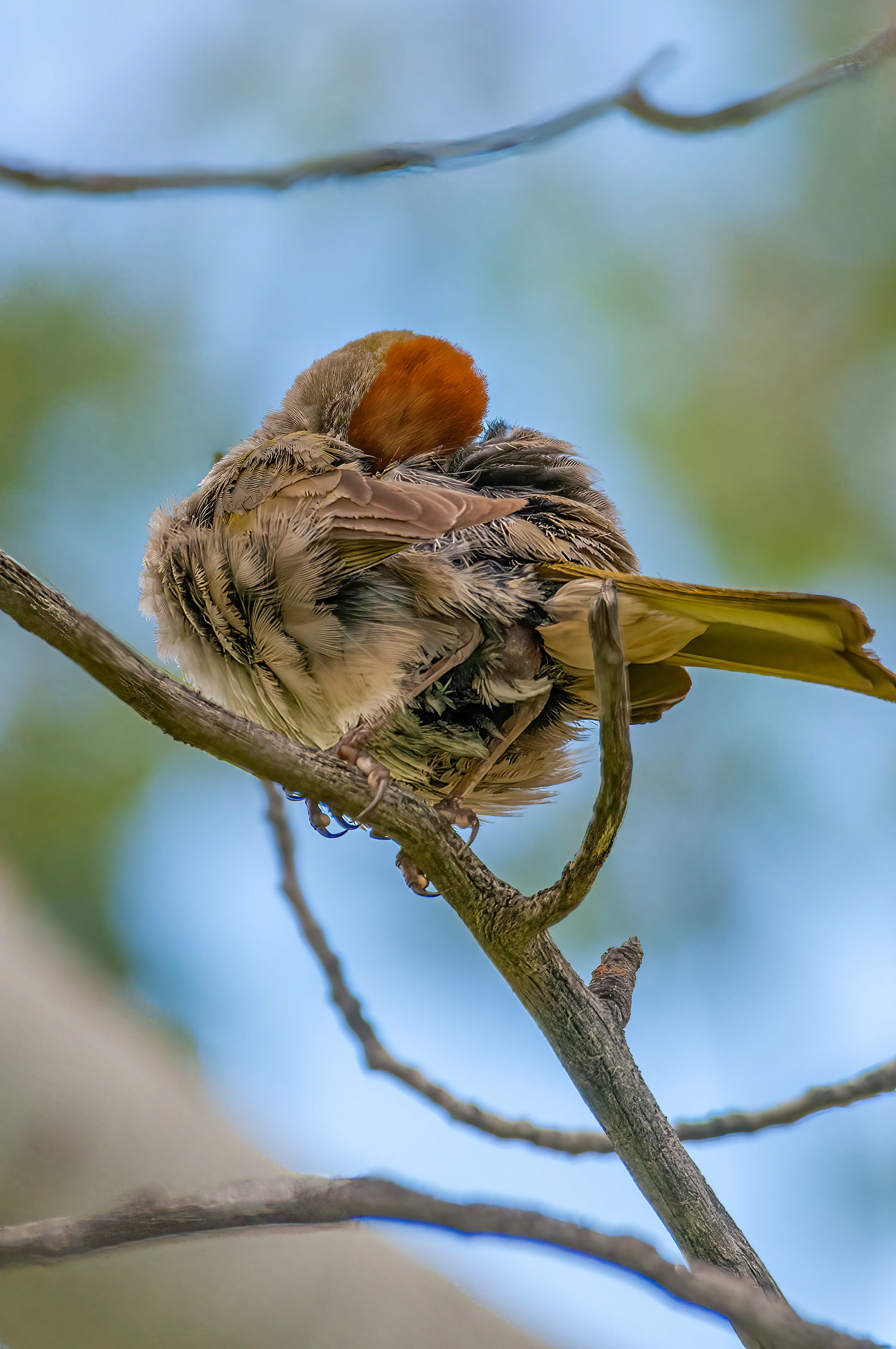 Green-tailed Towhee