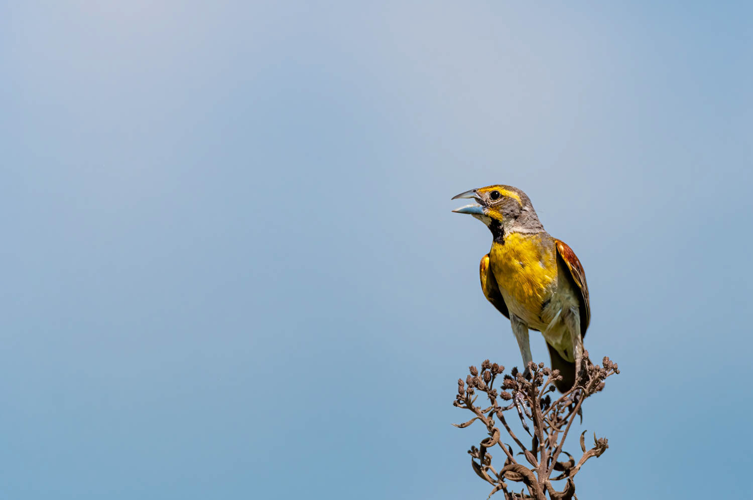 Dickcissel=Male