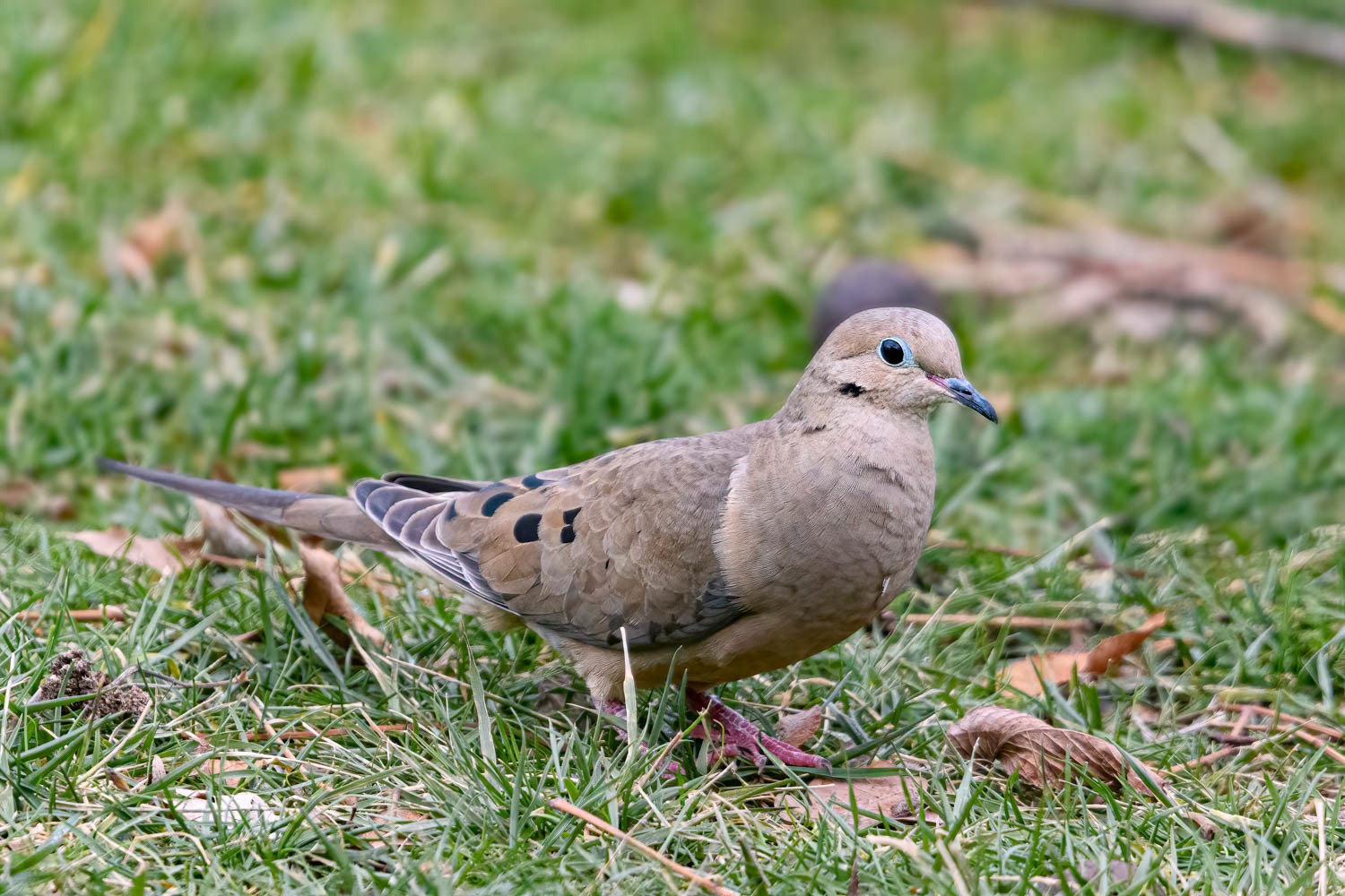 Mourning Dove