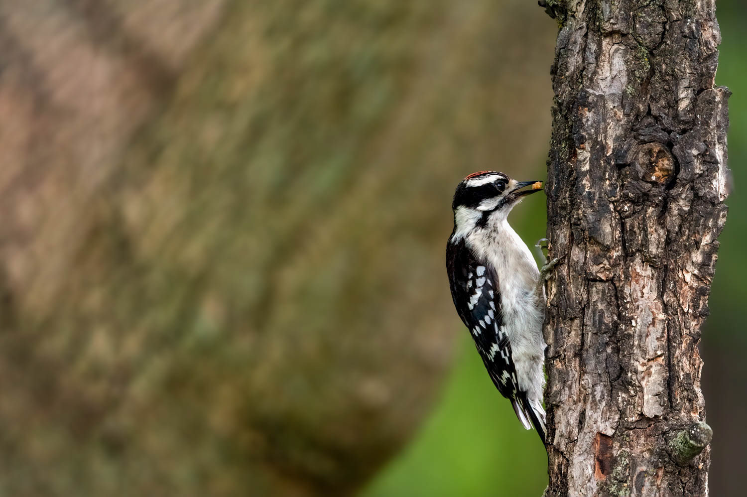 Downy Woodpeclers - Male