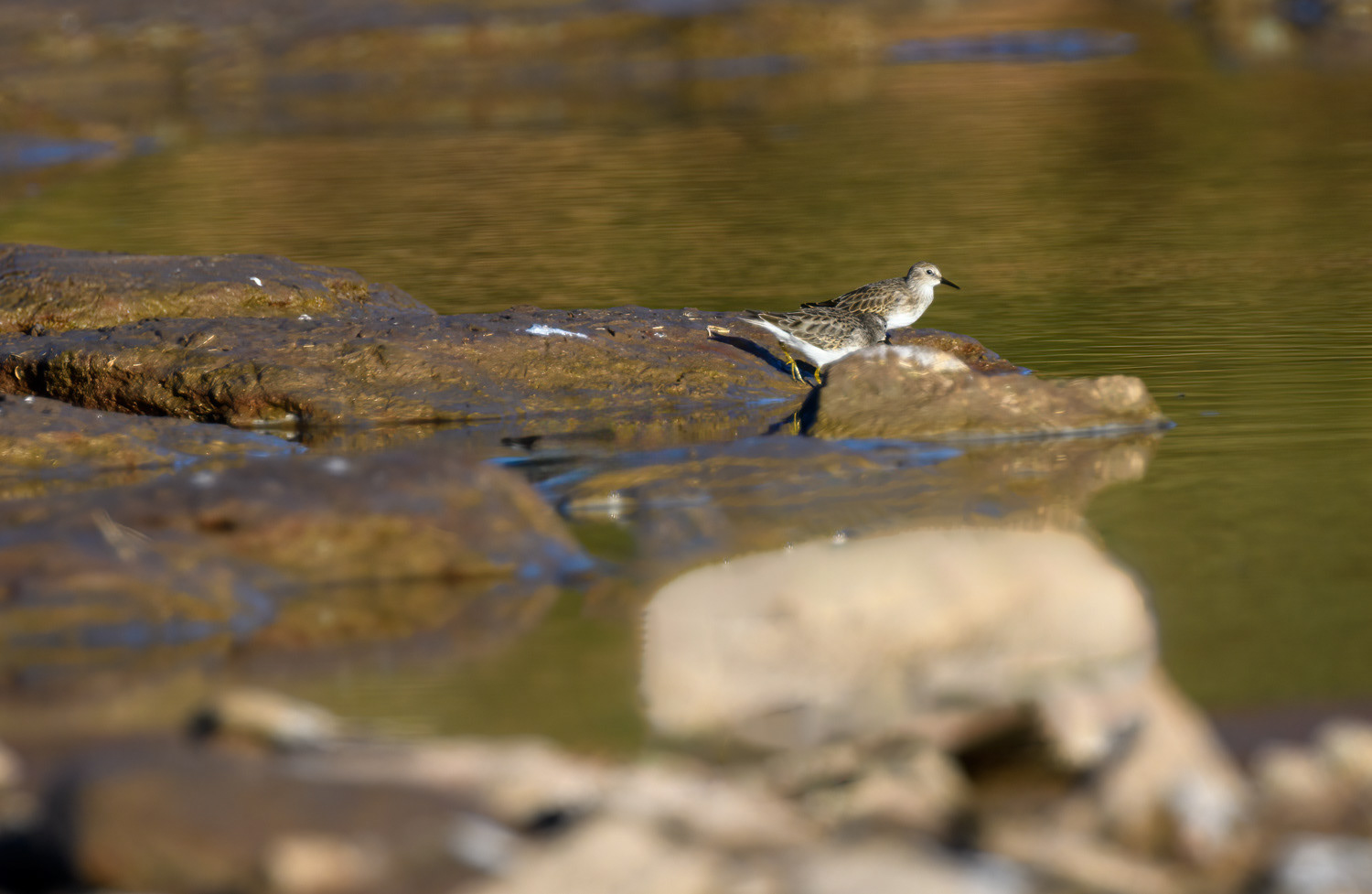 Least Sandpiper