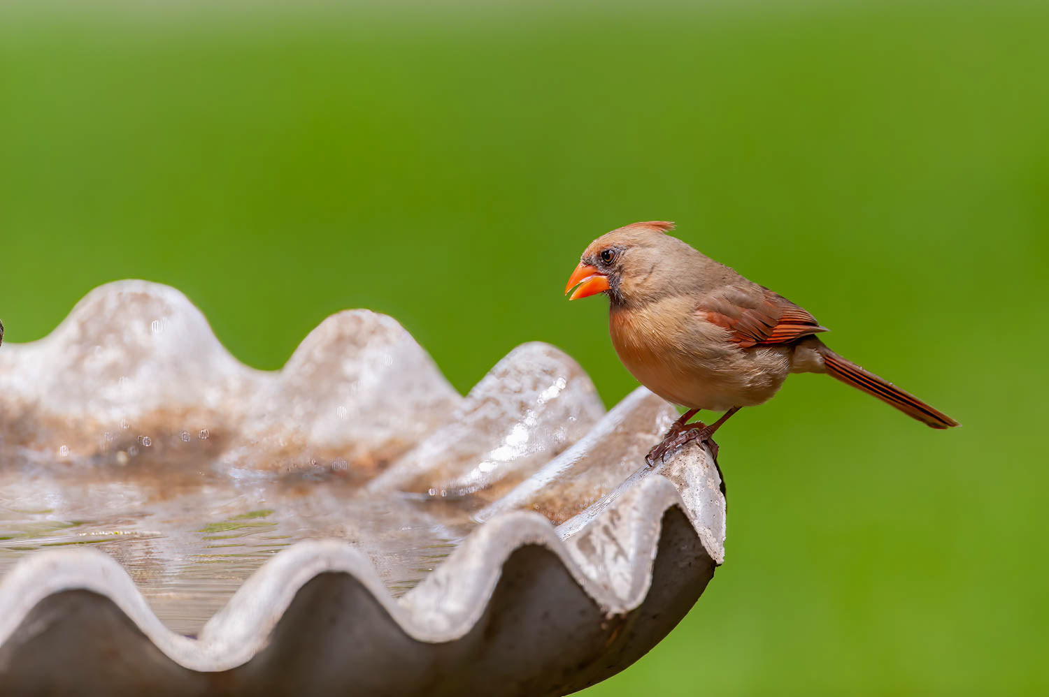 Northern Cardinal - Female