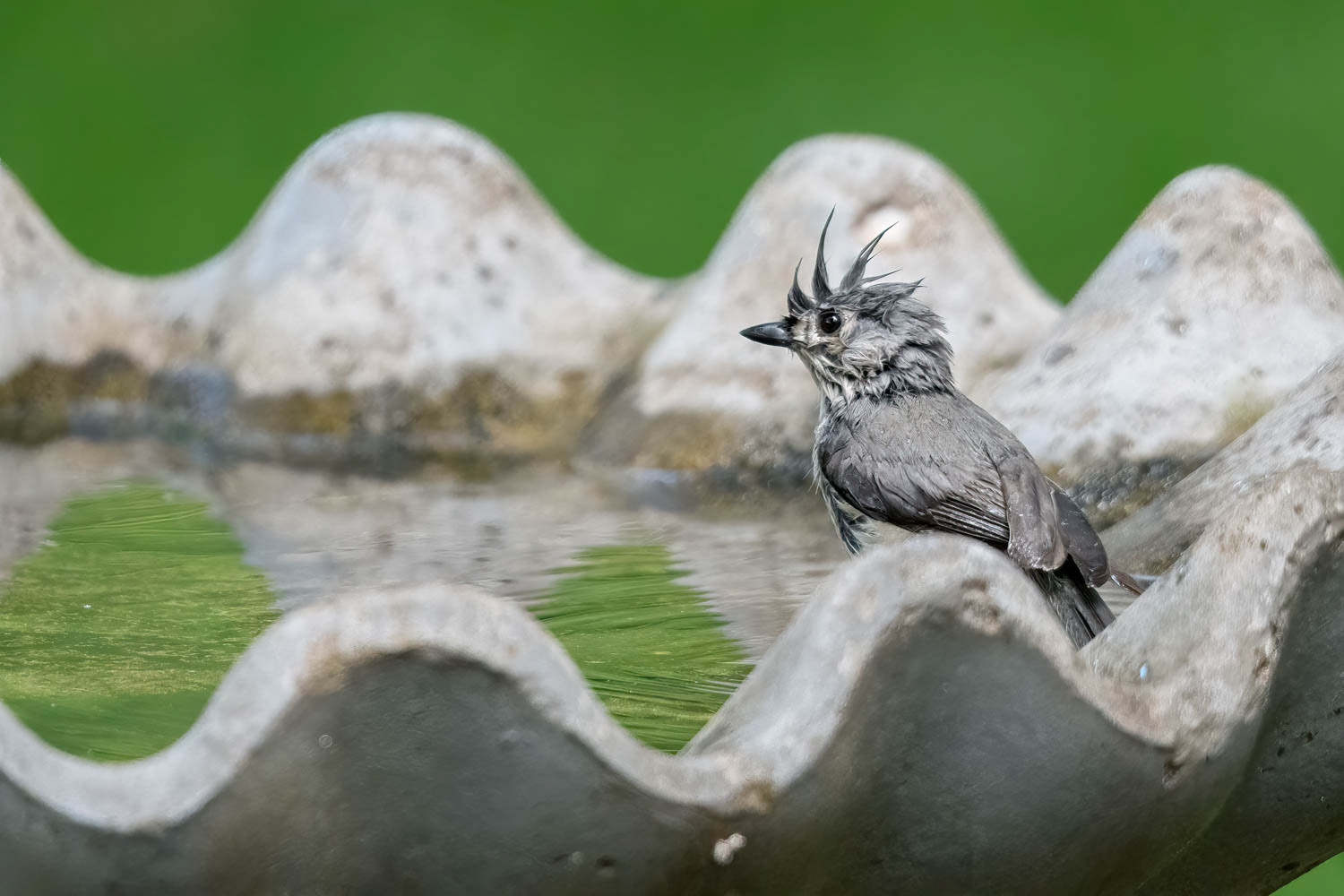 Tufted Titmouse