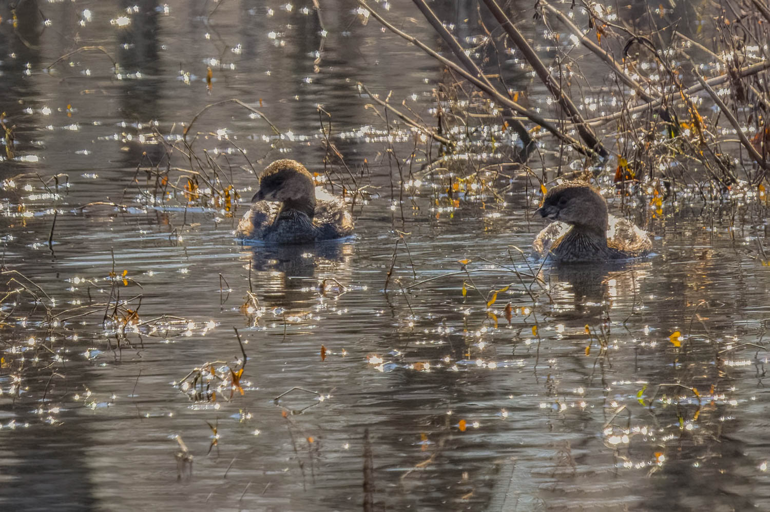 Pied-billed Grebe