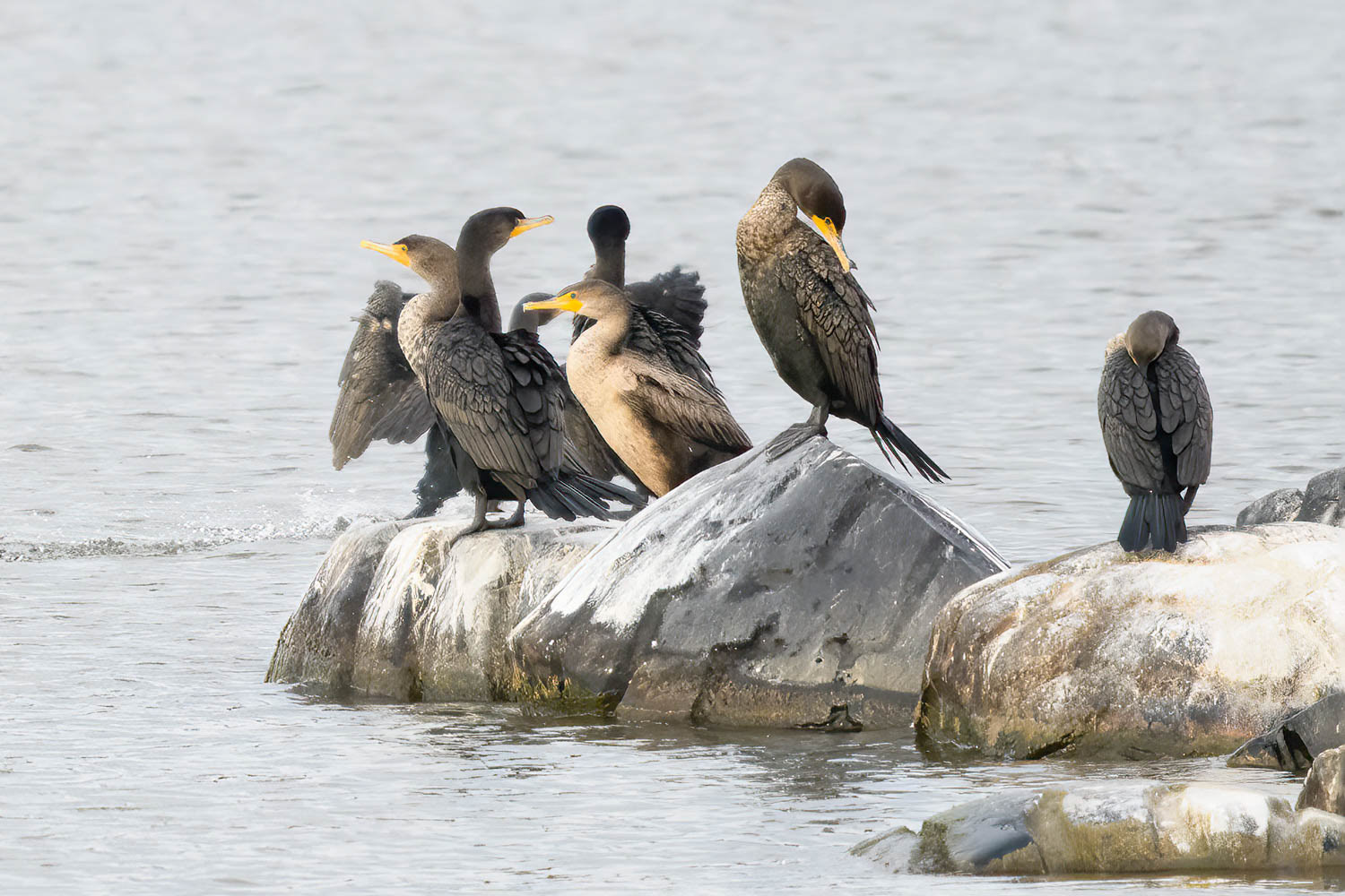 Double-crested Cormorant