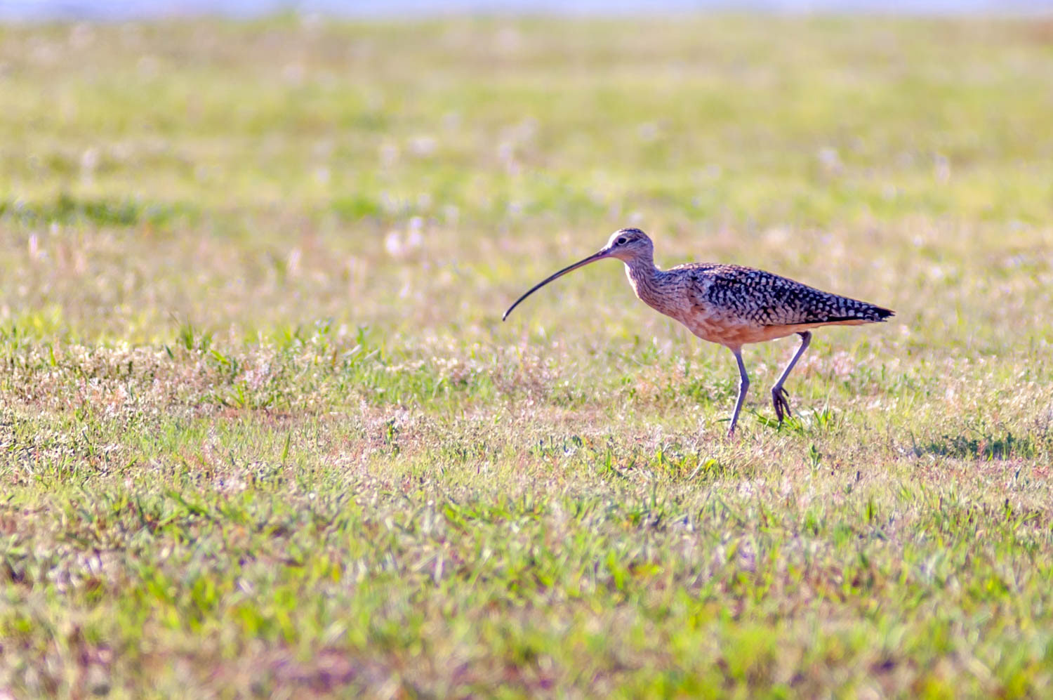Long-billed Curlew