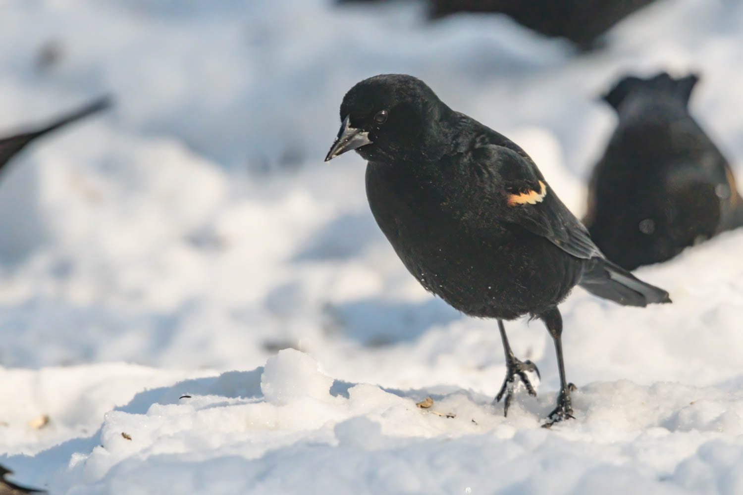 Red-winged Blackbird - Male