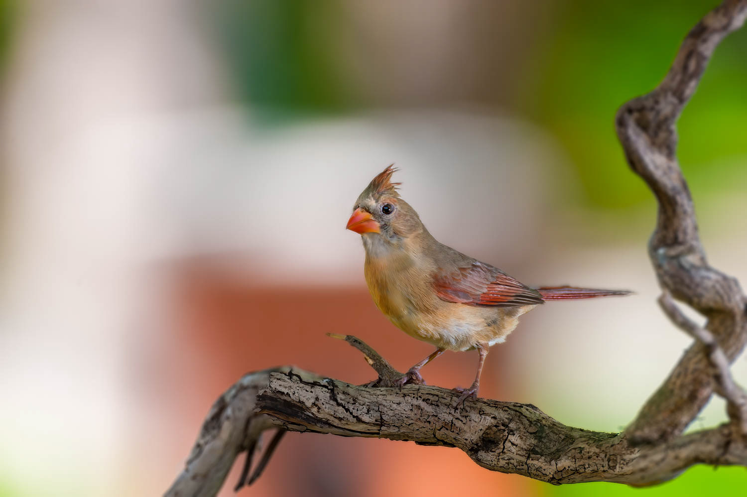 Northern Cardinal - Female