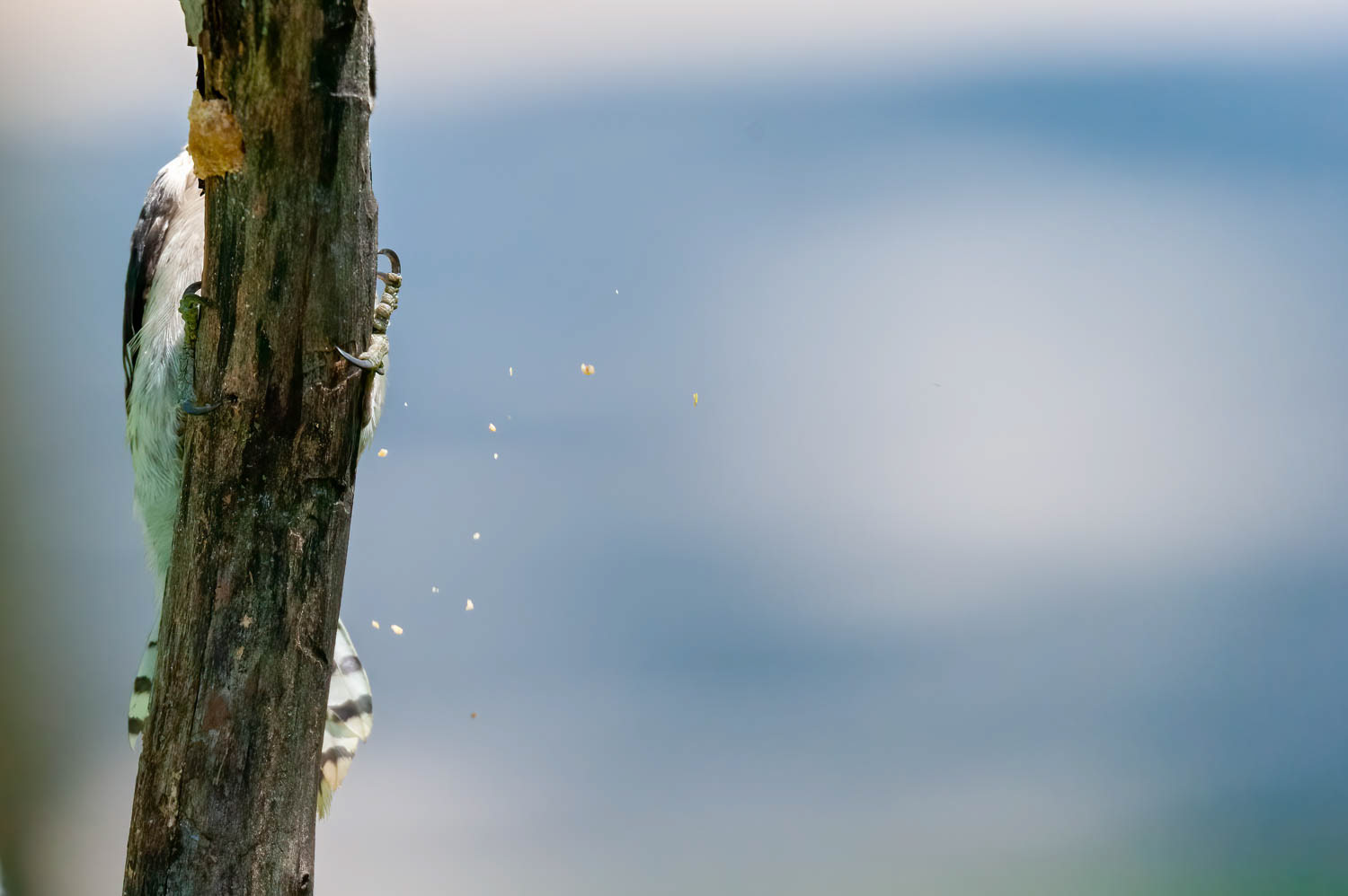 Downy Woodpeclers - Juvenile