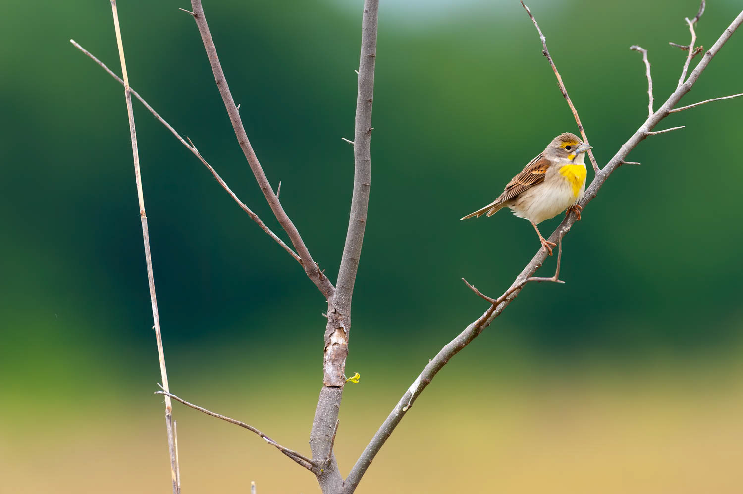 Dickcissel=Female