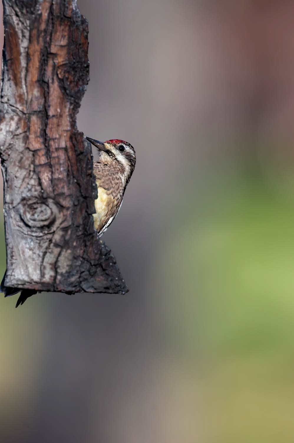 Yellow-bellied Sapsucker